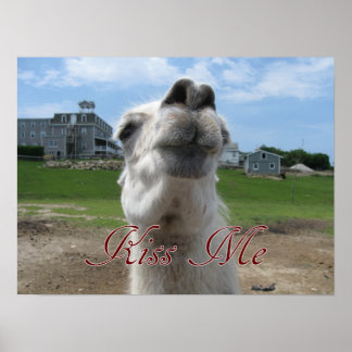 Kiss Me Llama Close-up Poster