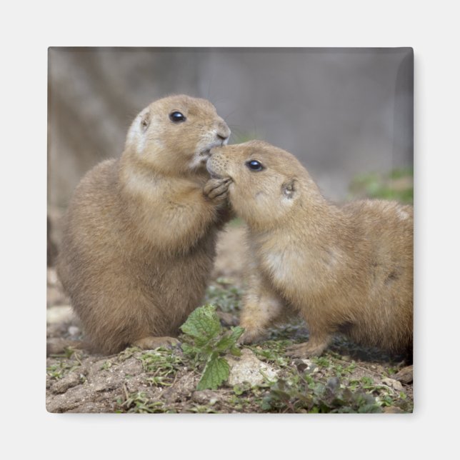 Kiss me Quick Magnet (Front)