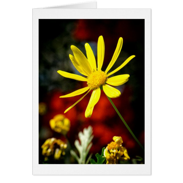 Kissed by the Sun (Front)