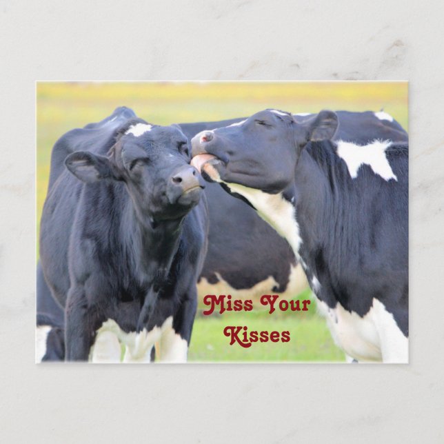 Kisses Cute vaches Carte postale (Devant)