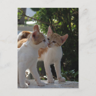 Kissing Cats Postcard