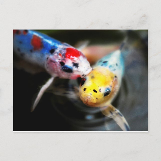 Kissing fish postcard (Front)