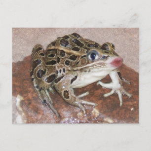 Kissing Frog Postcard