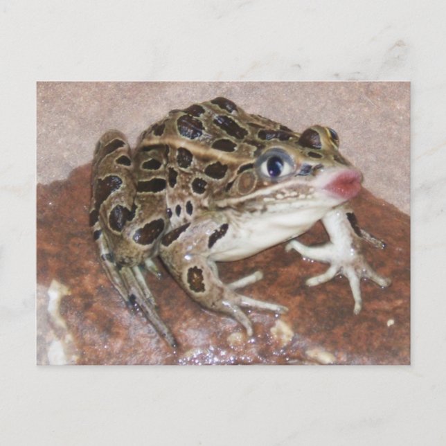 Kissing Frog Postcard (Front)