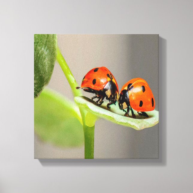 Kissing Ladybugs Canvas Print (Front)