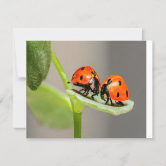 Kissing Ladybugs Card