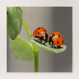 Kissing Ladybugs Jigsaw Puzzle