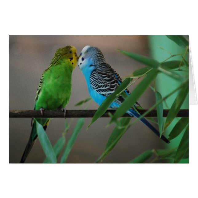 kissing parakeets (Front Horizontal)