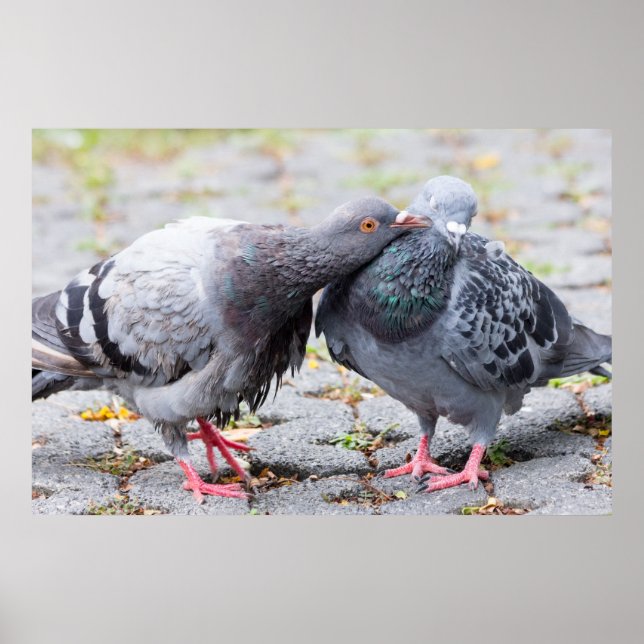Kissing pigeons poster (Front)