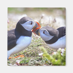 Kissing Puffins Magnet