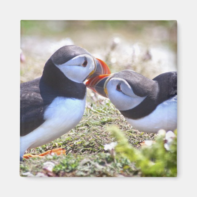 Kissing Puffins Magnet (Front)