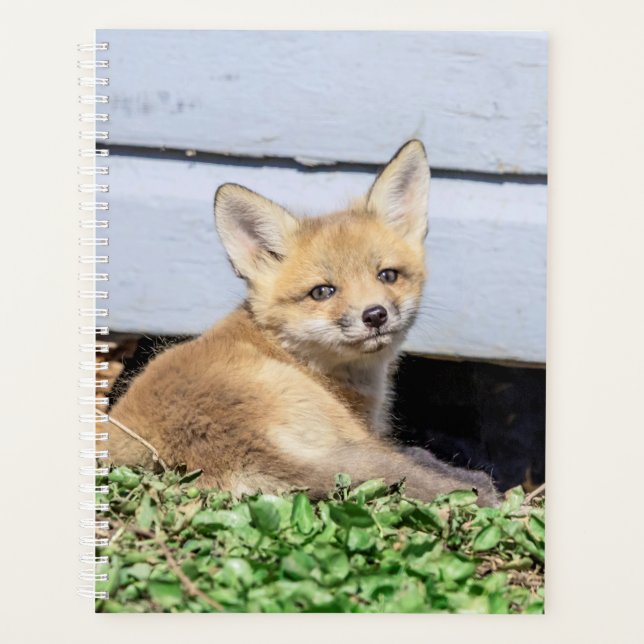 Kit Red Fox 2024 (Devant)