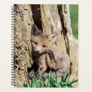 Kit Red Fox 2024