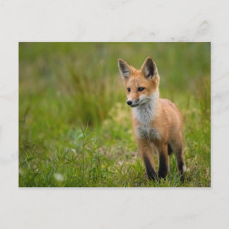 Kit Renard Rouge Dans Carte Postale Grassy Meadow