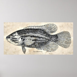 Kitchen Decor Wall Art Vintage Fish Mud Sunfish