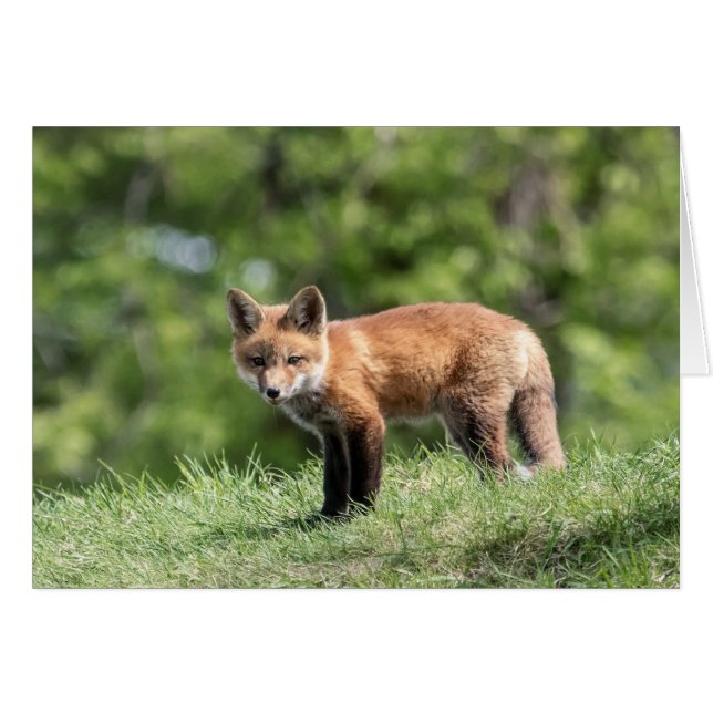 Kits de Fox rouge (Devant horizontal)