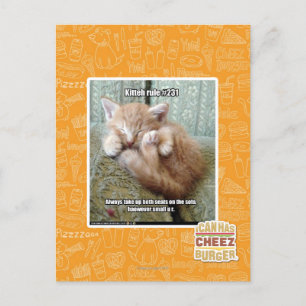 Kitteh rule #231 postcard