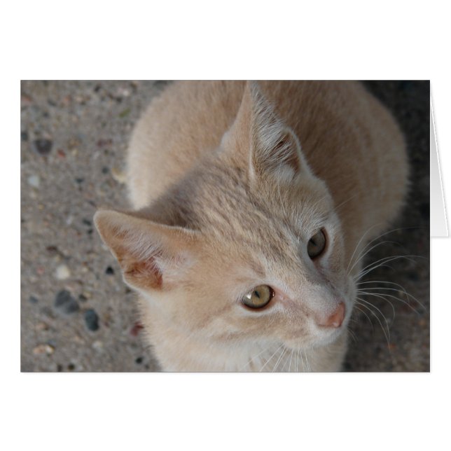 Kitten (Front Horizontal)