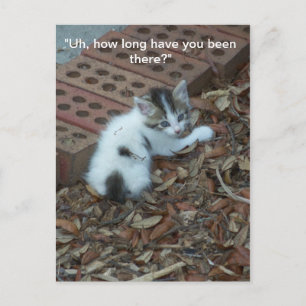 Kitten 047  Postcard