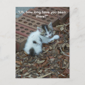 Kitten 047 Postcard
