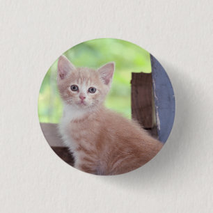 Kitten 1 inch round button
