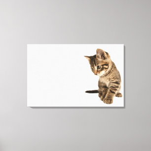 Kitten 2 canvas print