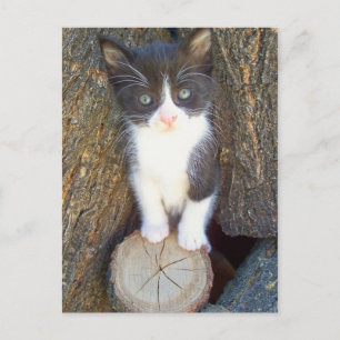 Kitten 2 postcard