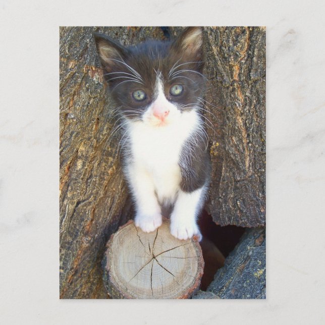 Kitten 2 postcard (Front)
