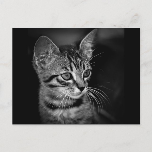 kitten-405331 BLACK WHITE kitten black white cat c Postcard (Front)