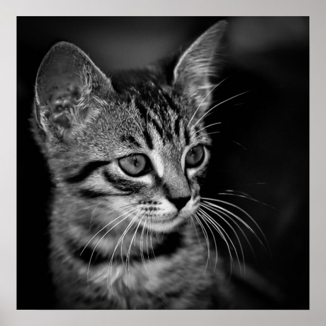 kitten-405331 BLACK WHITE kitten black white cat c Poster (Front)