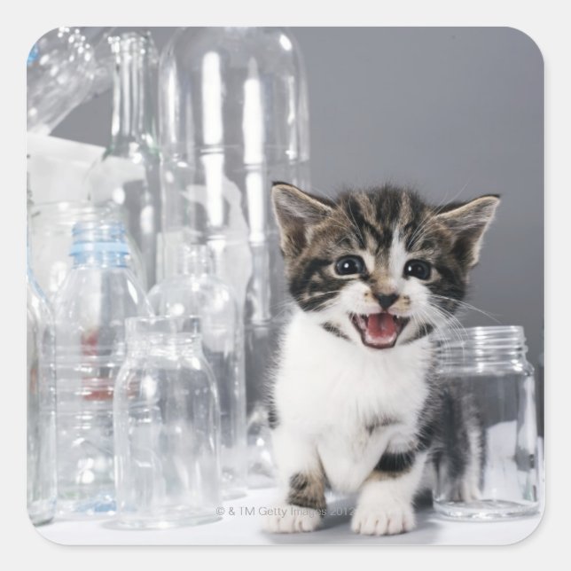 Kitten amongst recycled bottles and jars square sticker (Front)