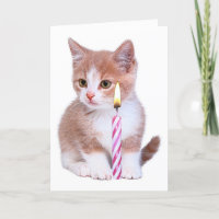 Kitten and one pink candle