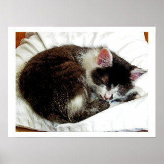 Kitten asleep on White Comforter Poster
