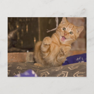 Kitten Attack Postcard