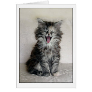 Kitten avec une grande expression