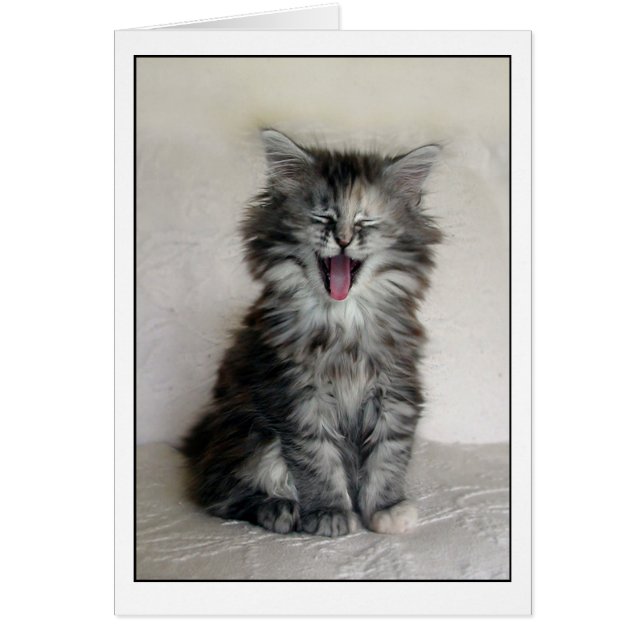 Kitten avec une grande expression (Devant)