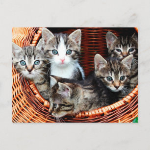 Kitten Basket Postcard