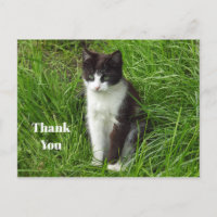Kitten Black and White Cat Photo Thank You