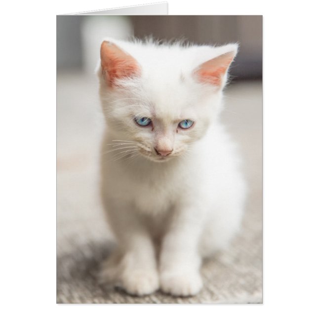 Kitten blanc (Devant)
