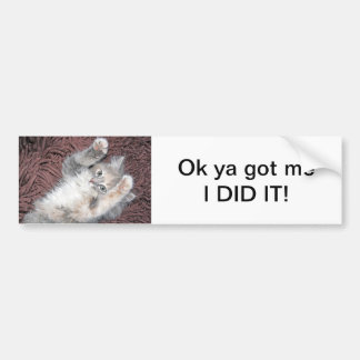 Kitten bumper sticker