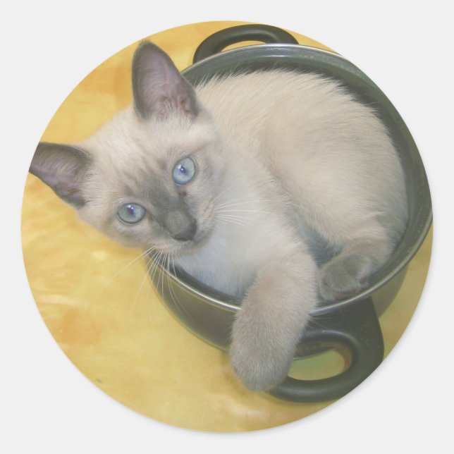 Kitten Cacciatore Classic Round Sticker (Front)