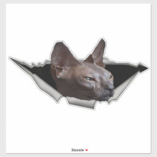 Kitten Canadian Sphynx Car sticker Sphynx
