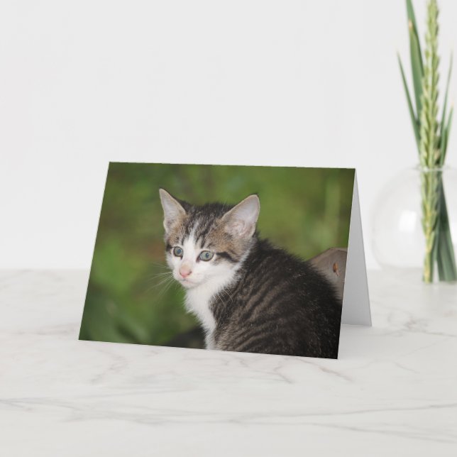 Kitten Card (Front)