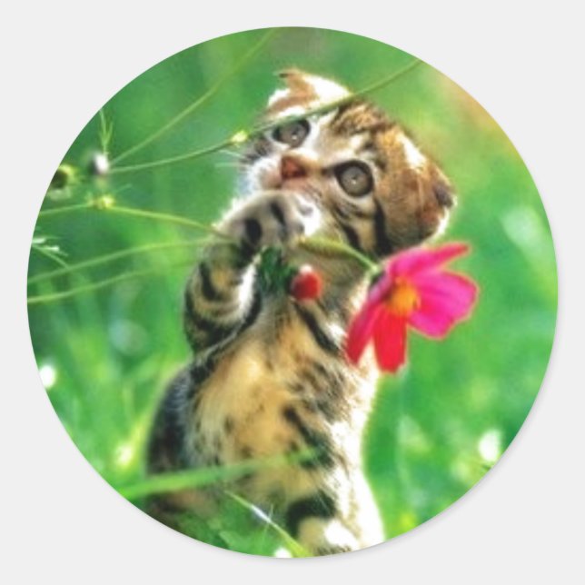 Kitten Circle Shape Stickers (Front)