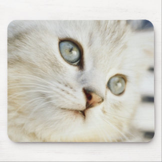 Kitten, close-up 2 mouse pad