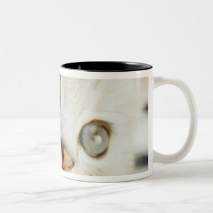 Kitten, close-up 2 Two-Tone coffee mug