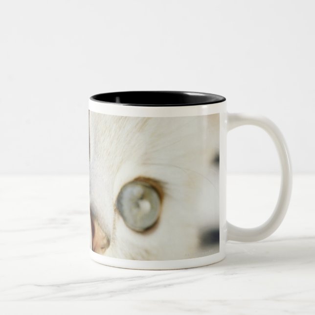 Kitten, close-up 2 Two-Tone coffee mug (Right)