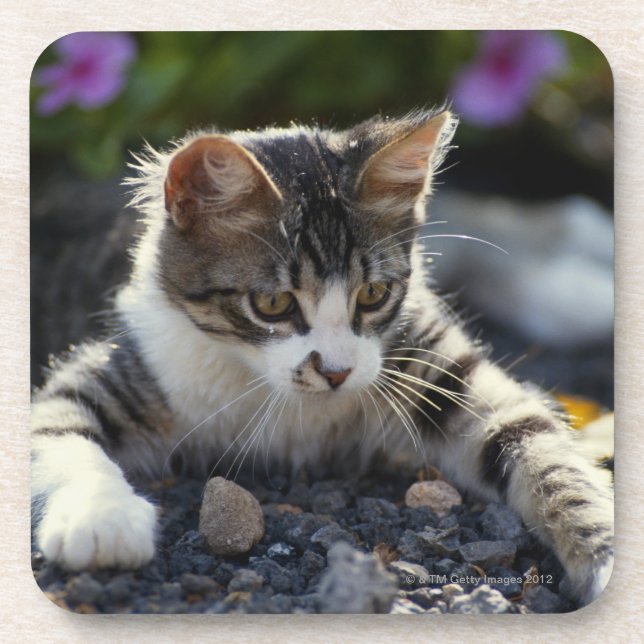 Kitten, close-up coaster (Front)