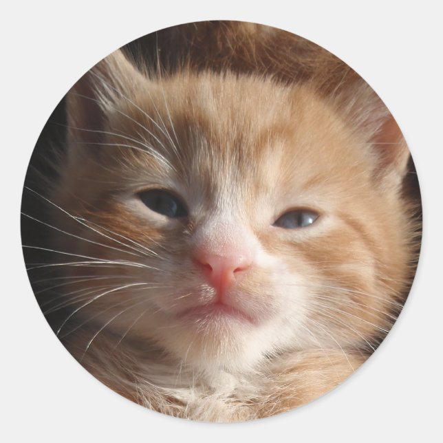 Kitten Cuteness Sticker (Front)
