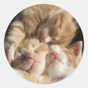 Kitten Cuteness Sticker
